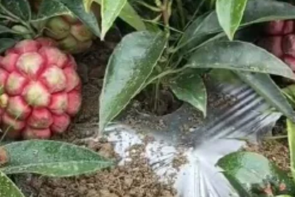 黑老虎的种植技术，种植时间为12-次年2月播种