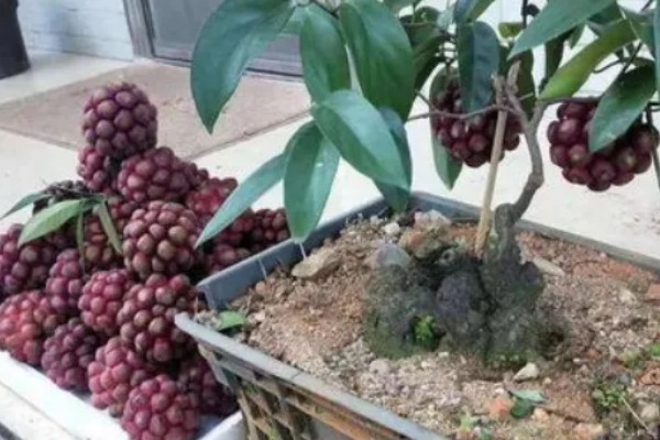 黑老虎的种植技术，种植时间为12-次年2月播种