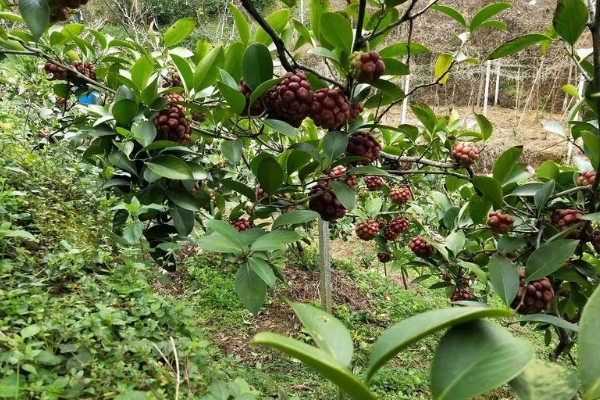 黑老虎的种植技术，种植时间为12-次年2月播种