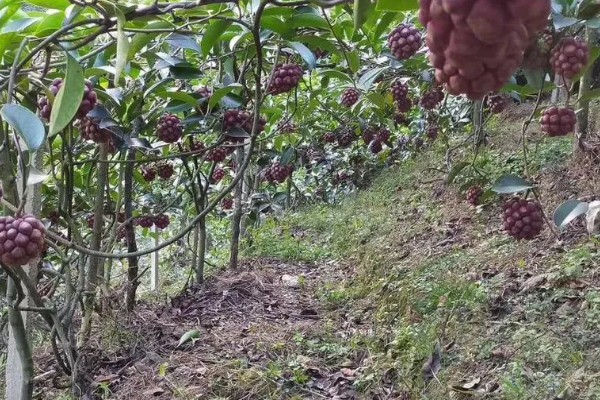 黑老虎的种植技术，种植时间为12-次年2月播种