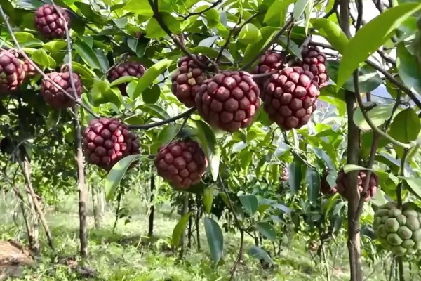 黑老虎的种植技术，种植时间为12-次年2月播种