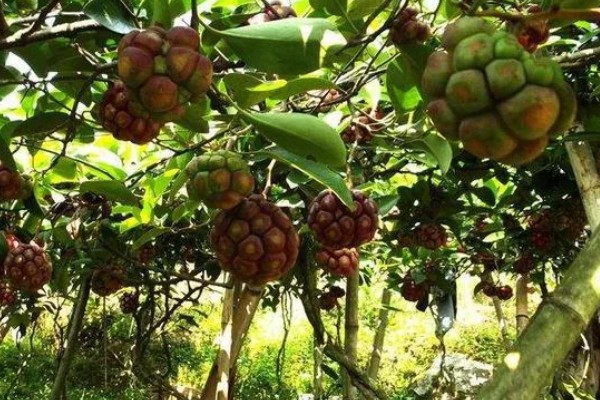 黑老虎的种植技术，种植时间为12-次年2月播种