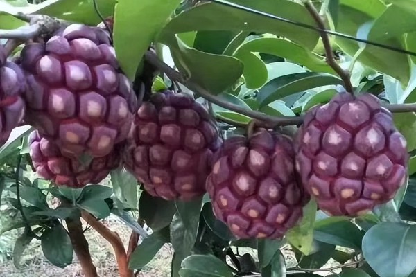 黑老虎的种植技术，种植时间为12-次年2月播种