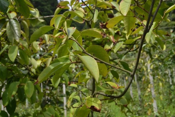 黑老虎的种植技术，种植时间为12-次年2月播种