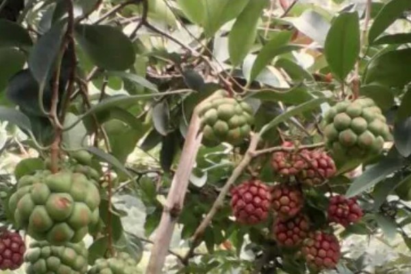 黑老虎的种植技术，种植时间为12-次年2月播种