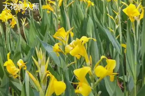 美人蕉的常见品种，有大花美人蕉、紫叶美人蕉等