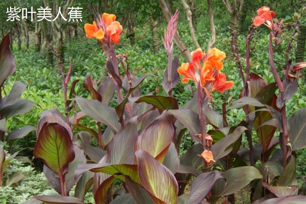美人蕉的常见品种，有大花美人蕉、紫叶美人蕉等