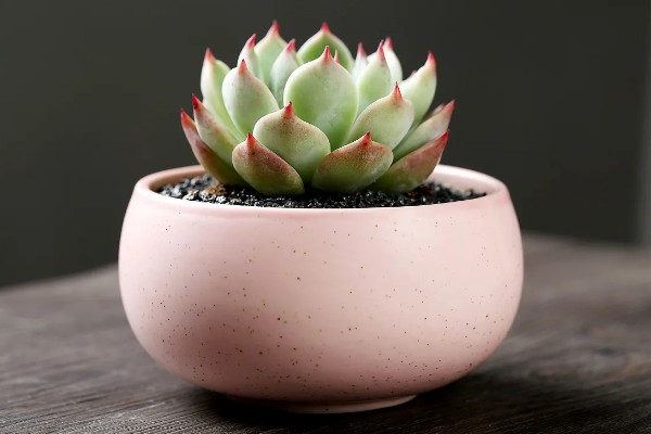 多肉的简介,植株由根、茎、叶组成