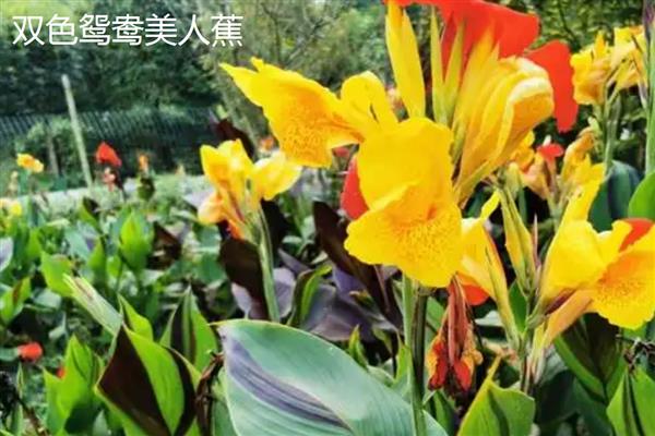 美人蕉的常见品种，有大花美人蕉、紫叶美人蕉等