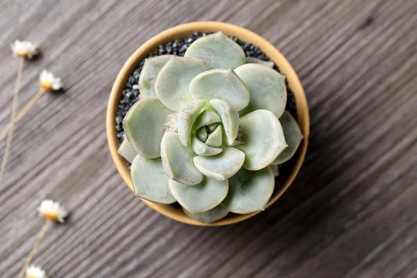 多肉的简介,植株由根、茎、叶组成