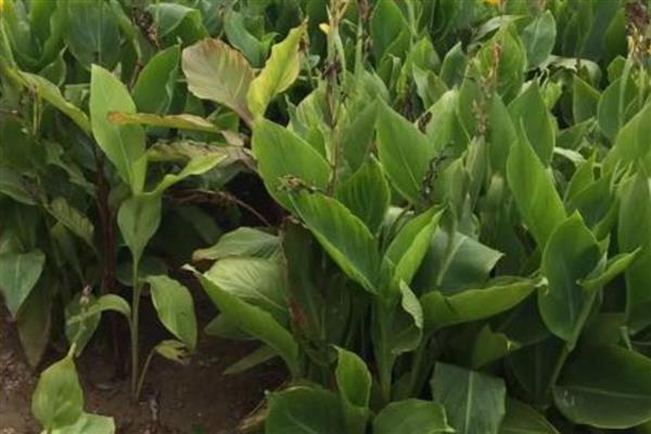 美人蕉的常见品种，有大花美人蕉、紫叶美人蕉等