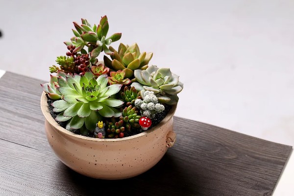 多肉的简介,植株由根、茎、叶组成