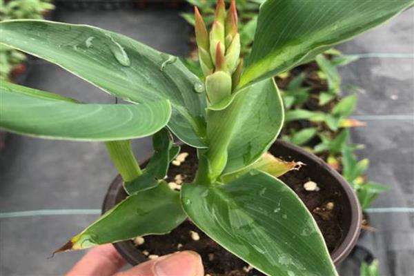 美人蕉的常见品种，有大花美人蕉、紫叶美人蕉等