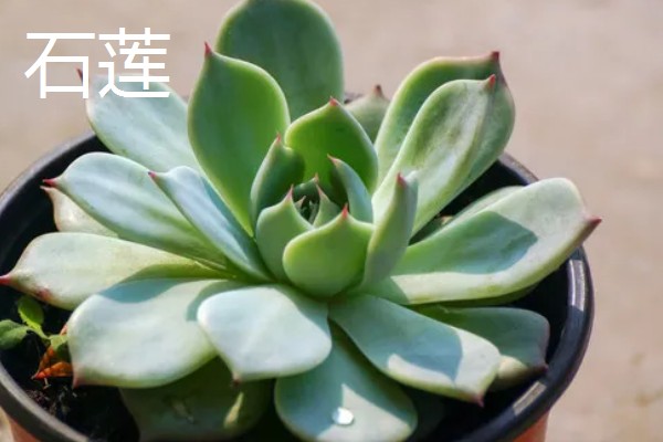 多肉的简介,植株由根、茎、叶组成