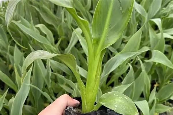 美人蕉的常见品种，有大花美人蕉、紫叶美人蕉等