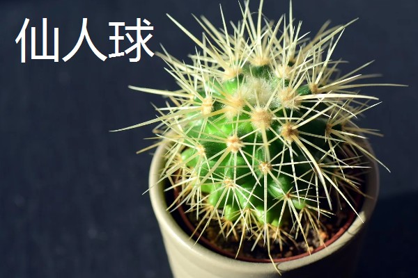 多肉的简介,植株由根、茎、叶组成