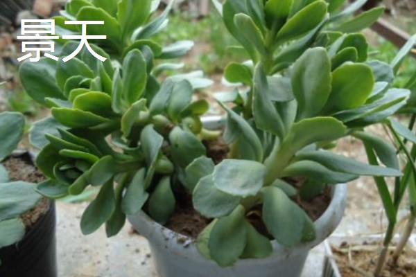 多肉的简介,植株由根、茎、叶组成