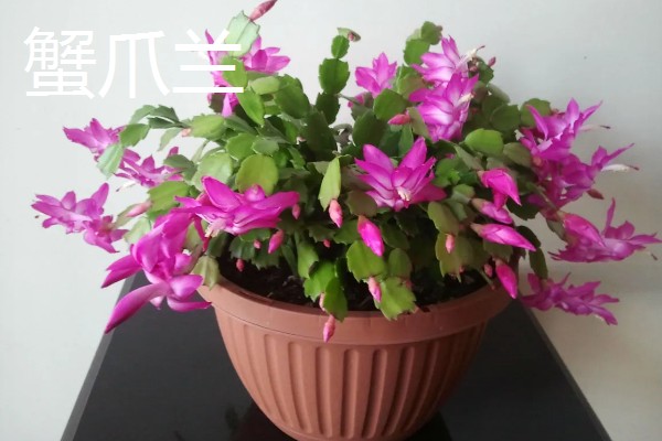 多肉的简介,植株由根、茎、叶组成