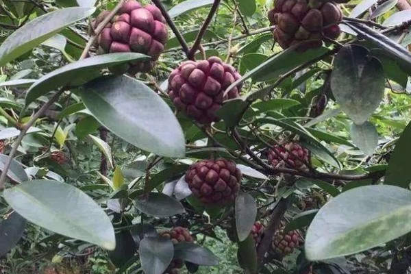 黑老虎的种植技术，种植时间为12-次年2月播种