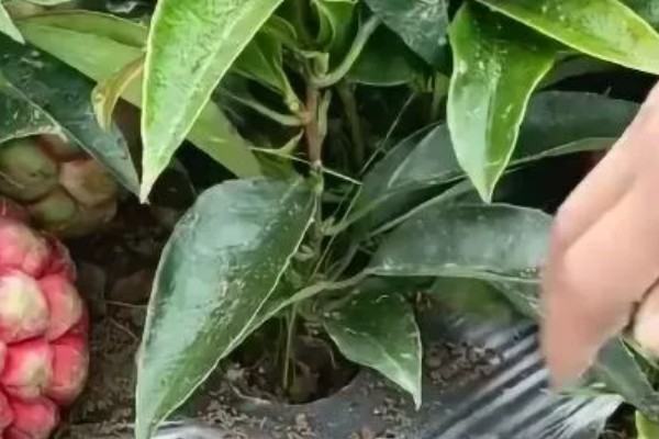 黑老虎的种植技术，种植时间为12-次年2月播种