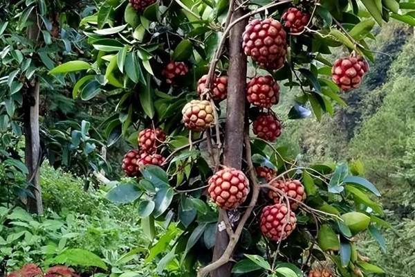 黑老虎的种植技术，种植时间为12-次年2月播种