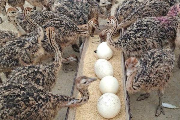 雏鸵鸟的食物，植物的茎叶、果实都是适宜选择