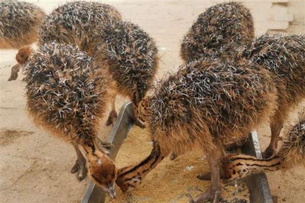雏鸵鸟的食物，植物的茎叶、果实都是适宜选择