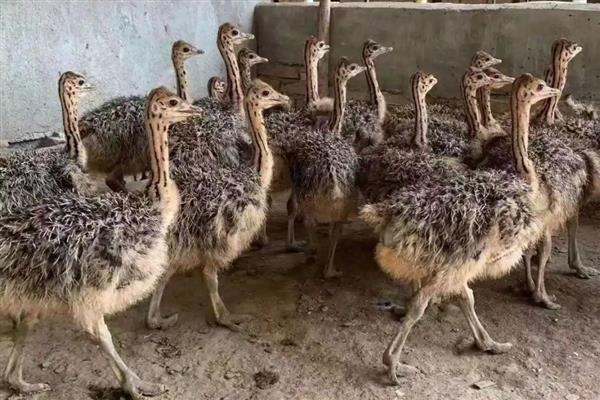 雏鸵鸟的食物，植物的茎叶、果实都是适宜选择