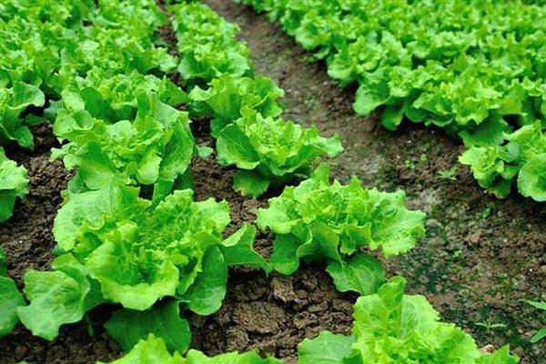 夏季蔬菜的管理技巧,需要及时防高温、强光等