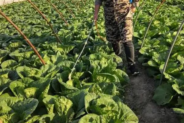 夏季蔬菜的管理技巧,需要及时防高温、强光等