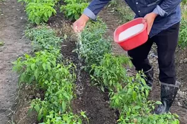 夏季蔬菜的管理技巧,需要及时防高温、强光等