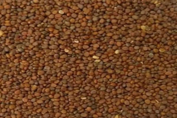 夏季蔬菜的管理技巧,需要及时防高温、强光等