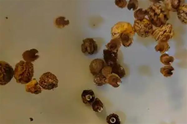 夏季蔬菜的管理技巧,需要及时防高温、强光等