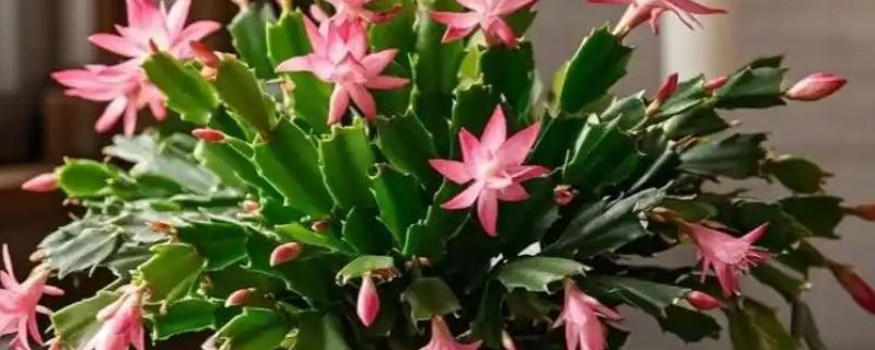 蟹爪兰病虫害防治方法，剪除病叶并喷施多菌灵