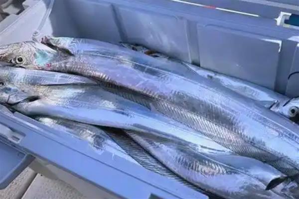 带鱼的食性介绍，冬季以带鱼、七星底灯鱼为食