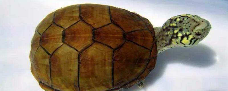 头盔龟原产于哪里,原产地是北美洲