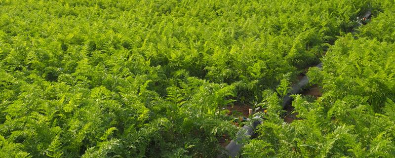 胡萝卜秧能不能喂羊,要晒干后才能饲喂