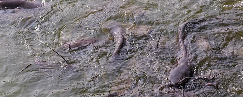 5厘米鲶鱼苗一年可以长多大，1年可以长1-4斤