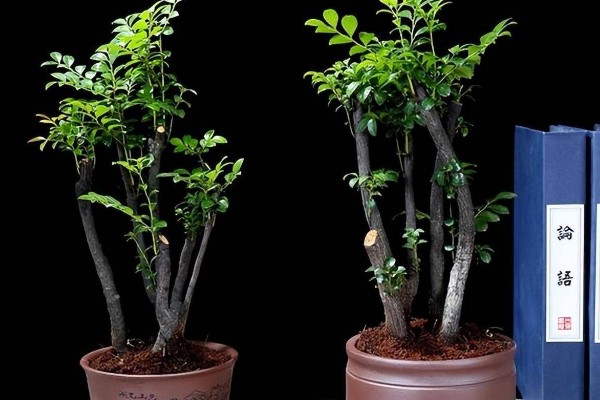 小叶紫檀怎么养殖，适宜生长在光照充足的环境中