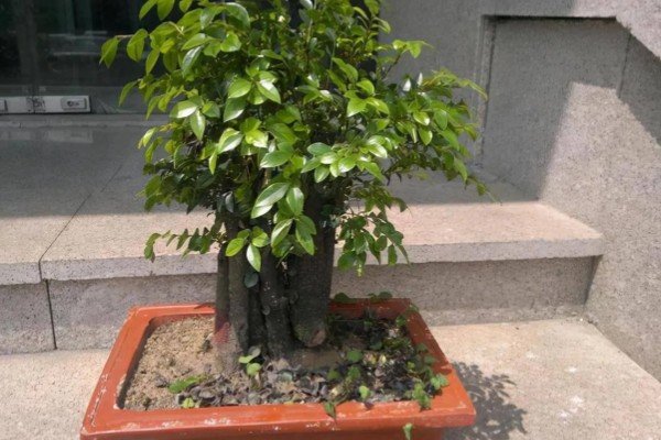 小叶紫檀怎么养殖，适宜生长在光照充足的环境中