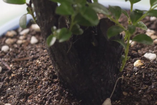 小叶紫檀怎么养殖，适宜生长在光照充足的环境中