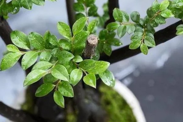 小叶紫檀怎么养殖，适宜生长在光照充足的环境中