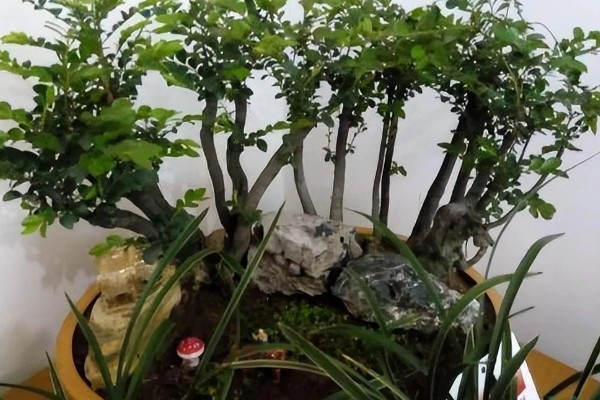 小叶紫檀怎么养殖，适宜生长在光照充足的环境中