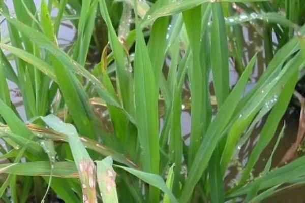 防治稻瘟病的特效农药,推荐新克瘟散、三环唑等