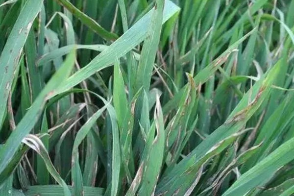 防治稻瘟病的特效农药,推荐新克瘟散、三环唑等