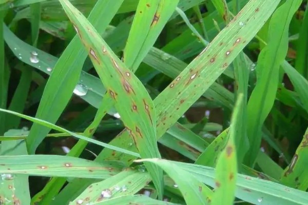 防治稻瘟病的特效农药,推荐新克瘟散、三环唑等