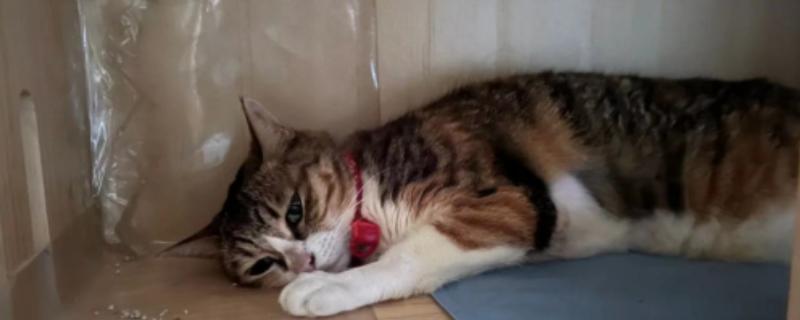 猫感冒的症状，常表现为打喷嚏和流鼻涕等