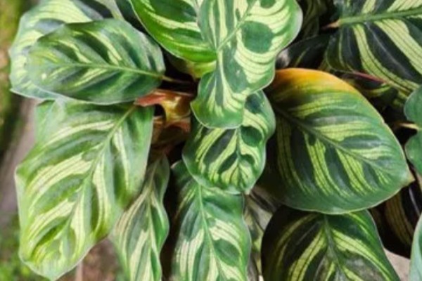 孔雀竹芋叶片萎缩的原因,环境温度、湿度不适造成的