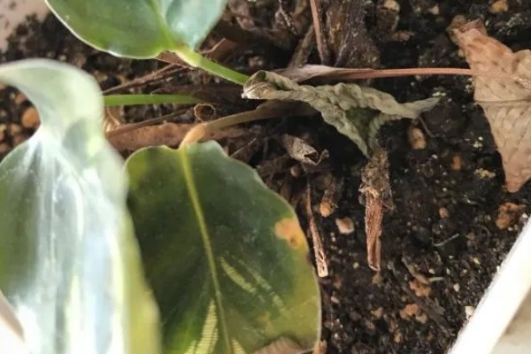 孔雀竹芋叶片萎缩的原因,环境温度、湿度不适造成的