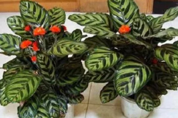 孔雀竹芋叶片萎缩的原因,环境温度、湿度不适造成的